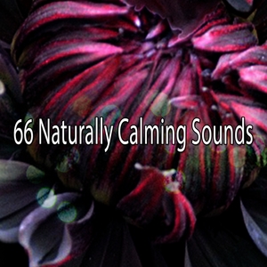 66 Naturally Calming Sounds